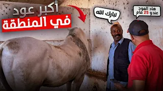 جولة مع بادريس في اكبر إسطبل في منطقة مديونة وشفنا خيول ملكية عند الحاج خاليد اليزيدي وعجول مستورده 
