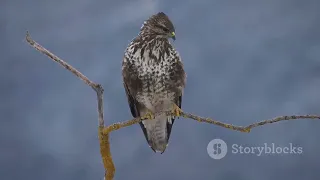 the majestic hawk a comprehensive history