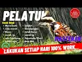 Download Lagu masteran burung pelatuk beras sampit dengan greja tarung 10 jam