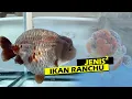 Download Lagu Mengenal Berbagai Jenis Ikan Mas Koki RANCHU: Ada Berapa Jenis yang Pernah Kamu Pelihara?