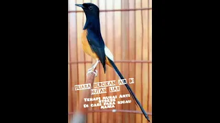 Download TERAPI MURAI BATU ALAM SUARA PERCIKAN AIR LANGSUNG   MONCER Di PAGI HARI MP3