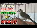 Lagu suara TRUCUKAN BETINA pancingan burung trucukan agar cepat bunyi gacor
