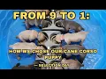 From 9 to 1 How We Chose Our Cane Corso Puppy Selection Day