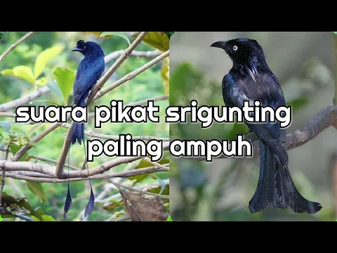 Download MP3 suara pikat srigunting ribut ( tarung) paling ampuh....