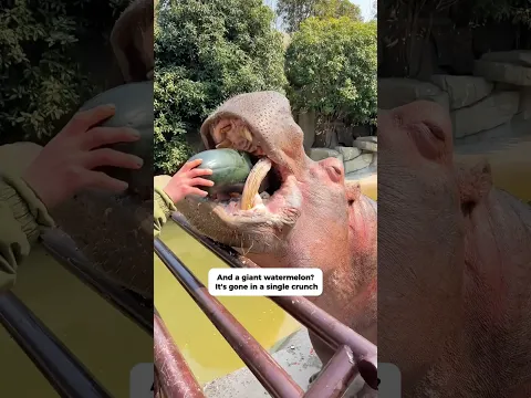 Zookeeper POV: Feeding & Brushing a GIANT Hippo! 🦛🍉 (ASMR)