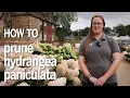 How and when to prune hydrangea paniculata for the best results