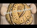 Did the Sunset Sire Hit Dual Sire Ball Python Egg Pulling Clutch 17