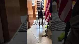 She’s so confused hahahaha  #fyp #dream #pets #doberman #vlog