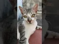 Lagu 🤷‍♂️குருட்டு நம்பிக்கையோட வாழ கத்துக்கோ😸#cat#petshub#animallover#funny#comedy#voiceover#viral#shorts
