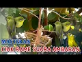 Download Lagu SUARA CIAK CIAK GEBOKAN RIBUT UNTUK MASTERAN KECIAL KUNING AGAR CEPAT BUNYI DAN BUKA PARUH