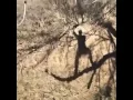 Lagu Funny guy singing when tree branch falls!