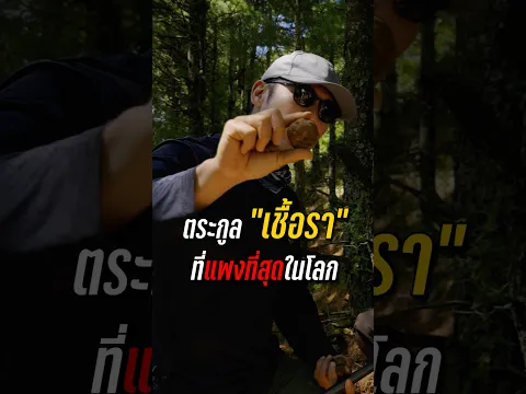 รู้จักตระกูลเชื้อราแพงหูฉี่ ของดีราคาแพงที่หายากและเต็มไปด้วยเรื่องชวนทึ่ง #สาระตั้ม #ทรัฟเฟิล #จีน