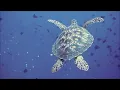 Underwater Sounds with Nature Oceanscapes & Underwater Animals | 8 Hours Deep Sea Sound (Part 1)