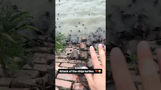 I Got Jumped By Turtles