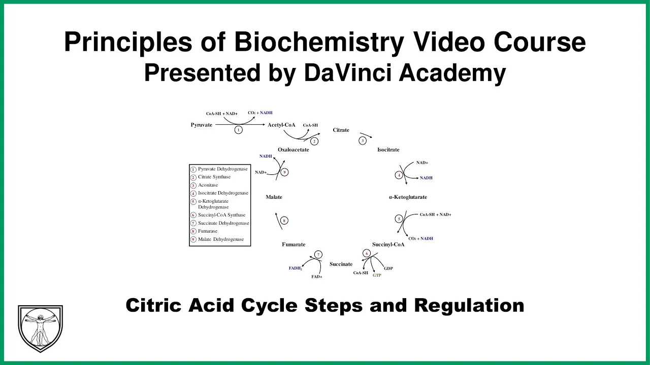 Citric Acid Cycle Steps and Regulation  [Metabolism 2 of 21]