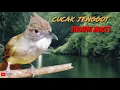 Download Lagu CUCAK JENGGOT, TERAPI MACET JJOOSS!!!