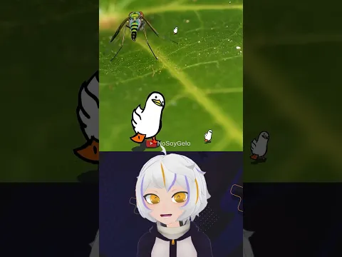 Puedes Ver Todos los Patos