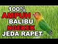 Download Lagu MASTERAN PANCINGAN LOVEBIRD BALIBU DURASI NGEKEK PANJANG