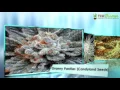 The Best Marijuana Forum