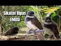 Download Lagu SUARA PIKAT SIKATAN KIPAS AMPUH UNTUK MASTERAN DAN PIKATAN #sikatankipas #sikatankipasgacor