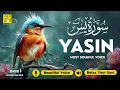 Download Lagu Surah Yasin (Yaseen) سورة يس ✦ Beautiful voice heart touching ✦ Majestic Quran For Sleep ✦ Alaa Aqel