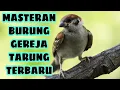 Download Lagu MASTERAN TERBARU ❗BURUNG GEREJA TARUNG JERNIH BERJEDA. DIJAMIN CEPAT MASUK 📌
