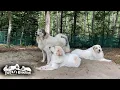 Download Lagu お父さんの近くを離れない見守り隊のアランとベルとリリーです　Great Pyrenees　グレートピレニーズ