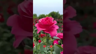 عباس السحاگي دوس على الورد 