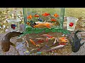 Download Lagu Wow! Tangkap Ikan Hias Warna warni di Sungai, Ikan Lele, Ikan Cupang, Ikan Redfin, Ikan Glofish