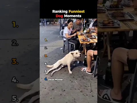 Ranking Funniest Dog Moments