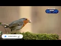 Download Lagu Relaxing and soothing music | Meditation | Yoga | Study | 30 minutes | Birds chirping | Nature