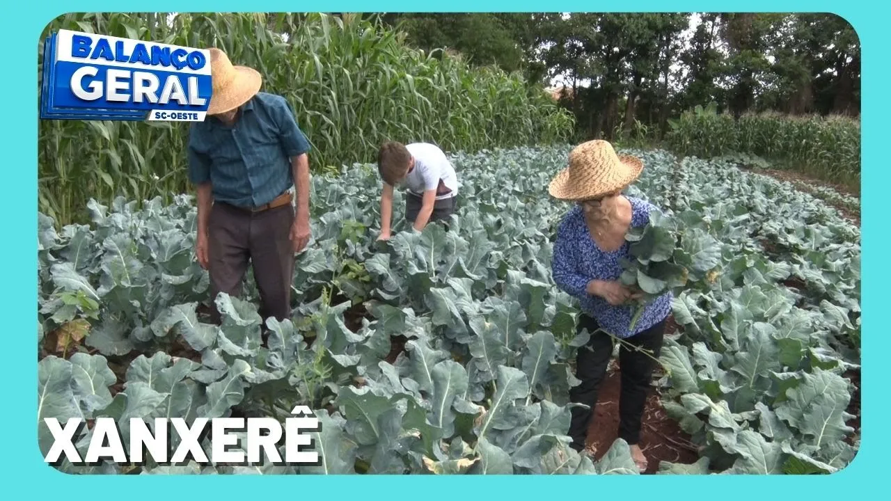 Casal de idosos de Xanxerê cultiva brócolis há mais de 50 anos