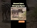 Download Lagu Moment Zebra Meregang Nyawa#Short #viral #berburu #hewan #satwa #zebra