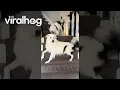 Download Lagu Blind Dog Barks at Deaf Dog || ViralHog