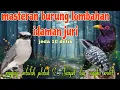 Download Lagu Masteran paling laris 🔥🔥 jingjing petulak platuk Sampit dan cungko violet