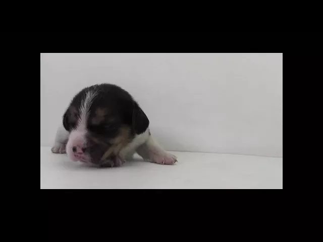 動画