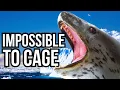Download Lagu 7 Animals That Are Impossible To Keep In Captivity