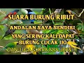 Download Lagu Suara burung ribut ANDALAN saya sendiri yang sering kali dapat burung cucak ijo