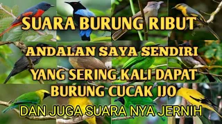 suara burung ribut andalan saya sendiri yang sering kali dapat burung cucak ijo