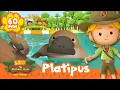 Platipus lebih aneh dari yang kamu kira! | Leo Si Penjaga Alam | Kartun Anak #hewan