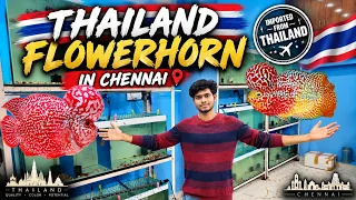 Thailand Kamfa Finally in Chennai! 😍🇹🇭 | New Flowerhorn Stock | தமிழ்