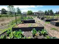 Large Metal Raised Garden Bed 8x4x2ft Review and Quick Look