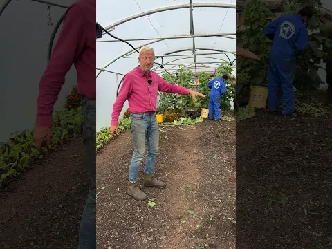 Clearing the Summer Polytunnel for Winter Growing