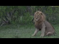 safariLIVE Sunrise Drive Dec 17 2016