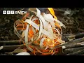 Download Lagu Ultimate Survival Skills From A Bushcraft Legend | Ray Mears' Bushcraft | BBC Earth Explore