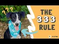 The 3-3-3 Rule for Rescue Dogs What EVERY New Dog Owner Needs to Know