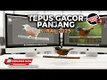 Download Lagu 🔴 Tepus Kepala Abu Abu Gacor Panjang Tembakan Kasar Mewah - Materan Viral 2025
