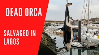 Dead orca in Lagos Portugal