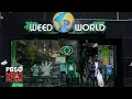 WATCH Weed is legal in New York but the illegal market is still booming Here s why