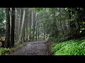 Download Lagu Rain Sounds on a Beautiful path to the Forest - Natural White Noise, Relaxation,  Fast Sleep